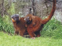 Black Lemur (Eulemur macaco) -