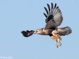Hawk - Buteo lagopus