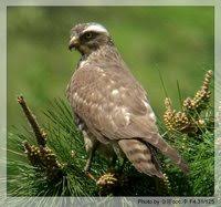 Gray-faced Buzzard - Butastur