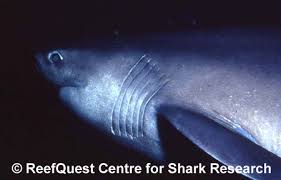 Bluntnose Sixgill Shark