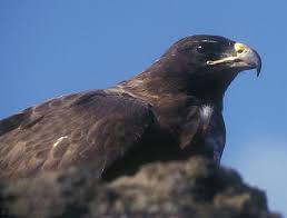 hawk Buteo galapagoensis