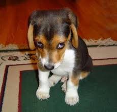 ... image called "sad-puppy-762578.