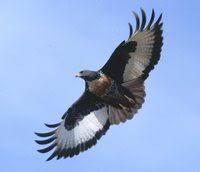 Jackal Buzzard - Buteo