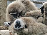 Genus: Cercopithecus