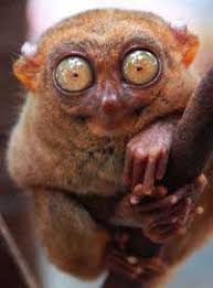 (Tarsius syrichta),