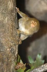 Callithrix pygmaea