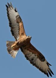 Buzzard - Buteo rufinus
