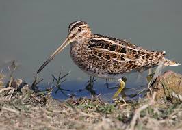 Common Snipe (Gallinago