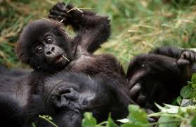 Baby mountain gorilla