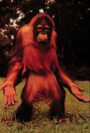Pongo pygmaeus, Orangutan