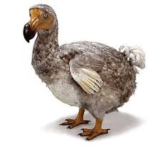 A Dodo bird.