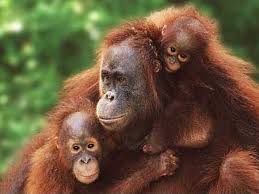 Pongo pygmaeus is species
