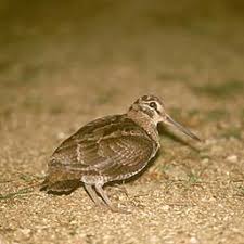 Scolopax mira