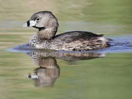 (Podilymbus podiceps)