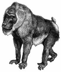 Drill (Mandrillus leucophaeus)