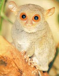 Family Tarsiidae