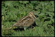 Gallinago paraguaiae ssp.