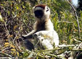 (Propithecus verreauxi