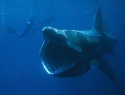 (Cetorhinus maximus)