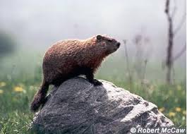 The rock woodchuck: woodchuck2.jpg
