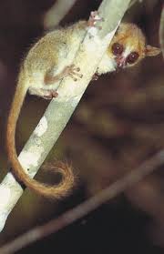 Microcebus myoxinus
