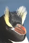penguin Eudyptes sclateri