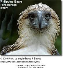 Genus Haliaeetus Philippine