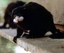 Saguinus mystax