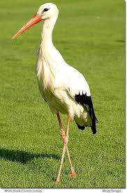 (Ciconia ciconia)