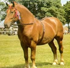 Suffolk Punch