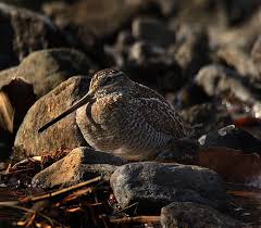 Snipe Gallinago solitaria,