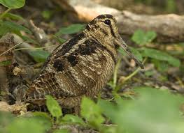 Scolopax rusticola