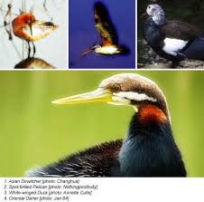 ibis (Threskiornis