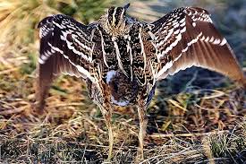 Gallinago media