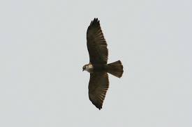 Scientific: Buteo albigula
