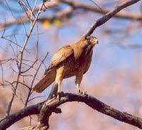 White-eyed Buzzard - Butastur