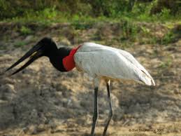 Jabiru mycteria