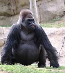 Gorilla