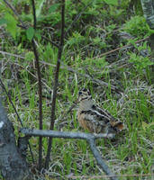 Image of: Scolopax