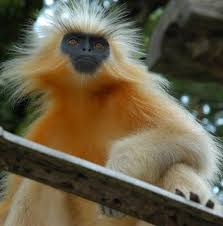 Trachypithecus-geei-cropped.