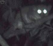 lemur (Mirza coquereli),