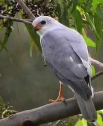 Accipiter novaehollandiae