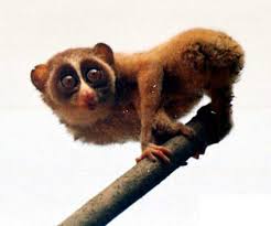 Loris lydekkerianus (which was
