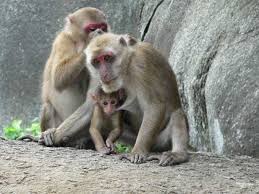 (Macaca assamensis
