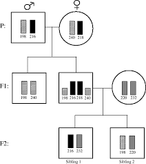 alleles in C. kuhlii,