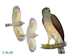 Buteo magnirostris.