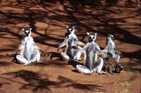 Know Your Primate: Lemur catta