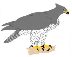 Polemaetus bellicosus (Daudin