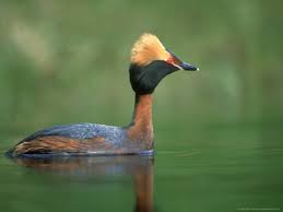 Podiceps Auritus Adult on
