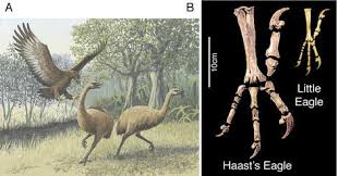 Hieraaetus morphnoides,